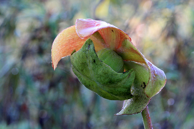 Flower of the Purple Pitcher Plant