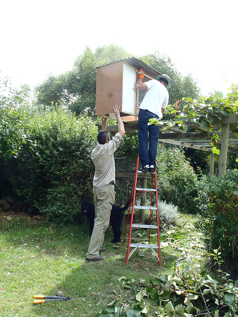 installation of guinea roost