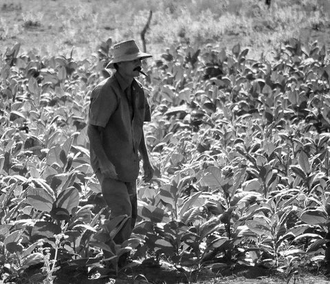 Cuban Tobacco Farmer