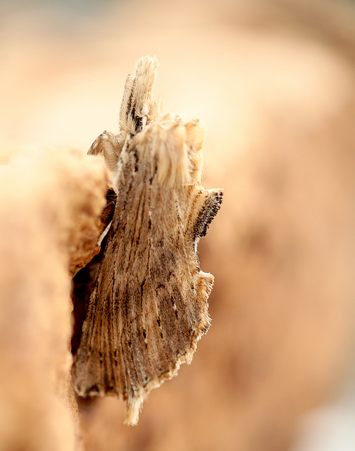 Pale Prominent