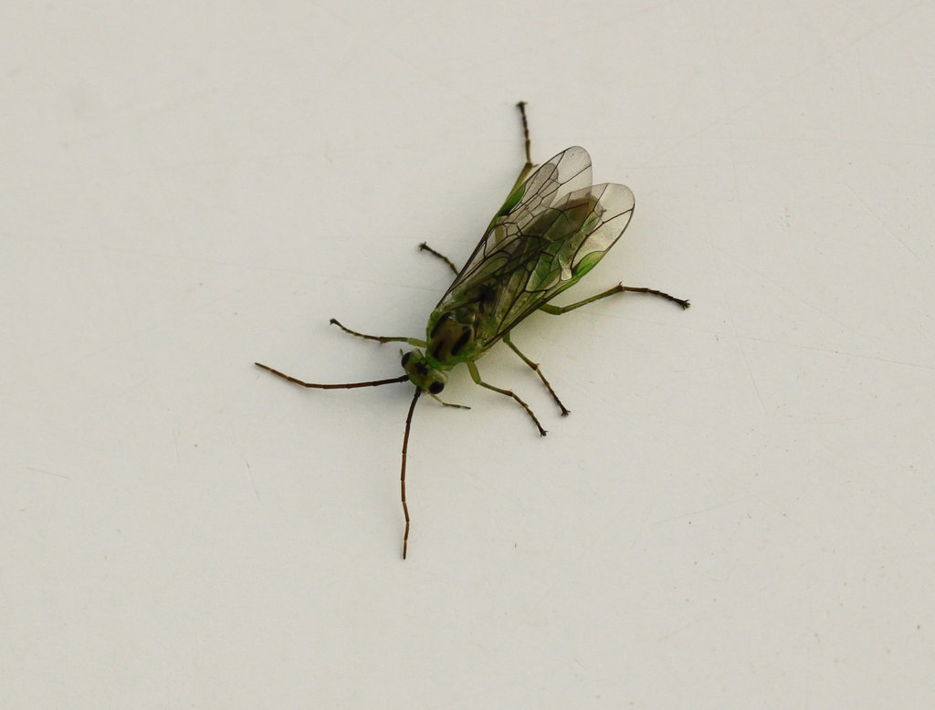 Sawfly Needs Name