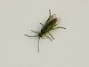 Sawfly Needs Name