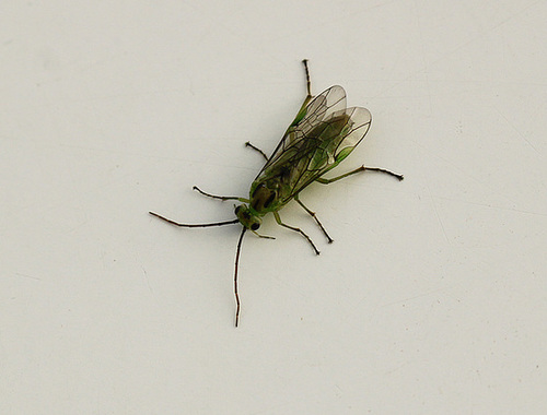 Sawfly Needs Name