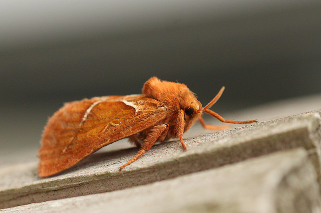 Orange Swift