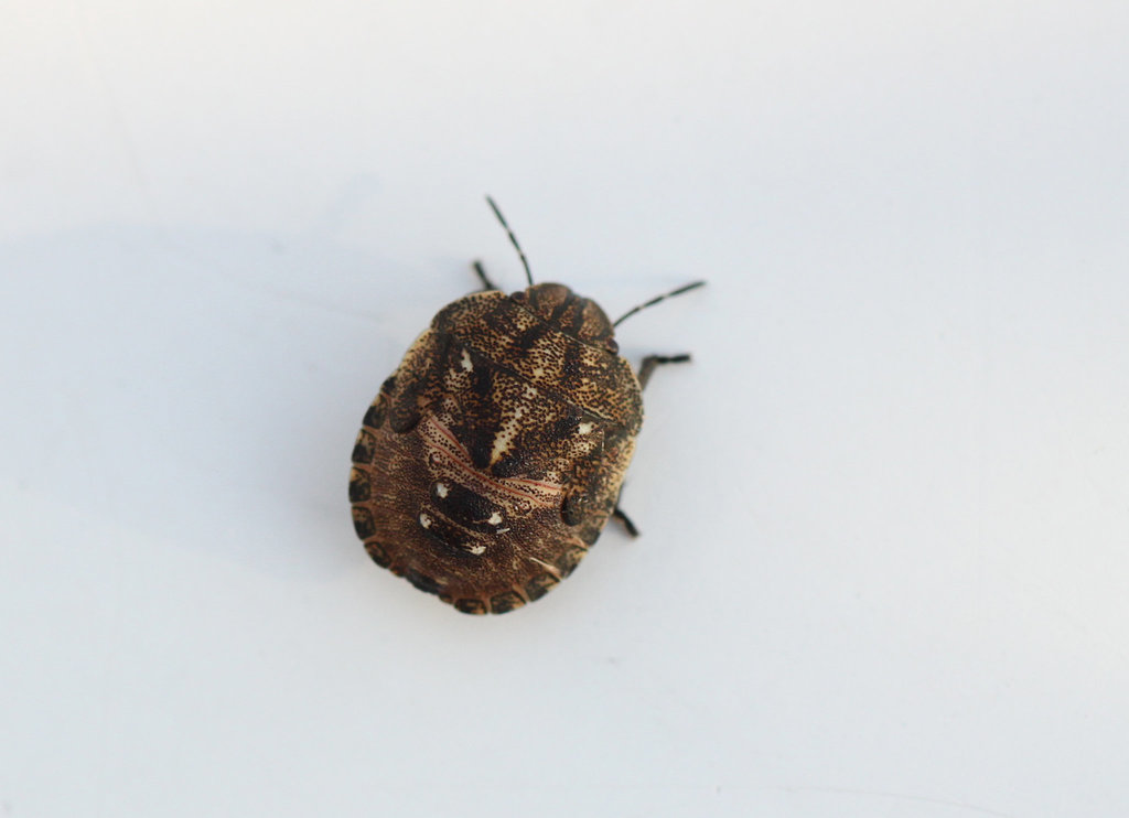 Tortoise Shieldbug