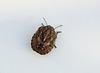 Tortoise Shieldbug