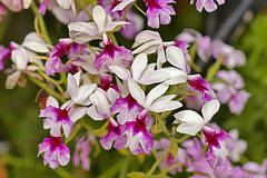 Calanthe "William Murray" – United States Botanic Garden, Washington, DC