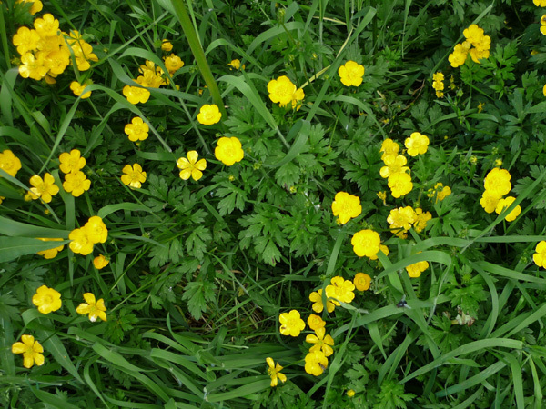 Celandines