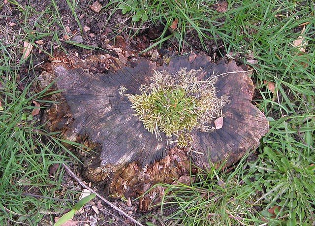 Tree stump