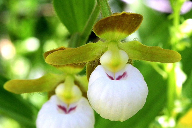 California Lady's Slipper