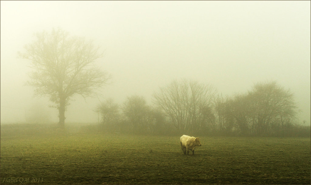 Morvan, Nevoeiro, brume