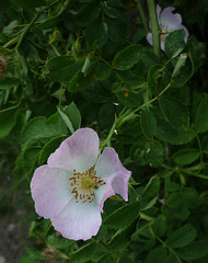 Dog rose