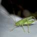 Oak Bush Cricket