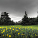 Trees and daffodils Greenwich Park