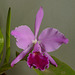 Cattleya labiata