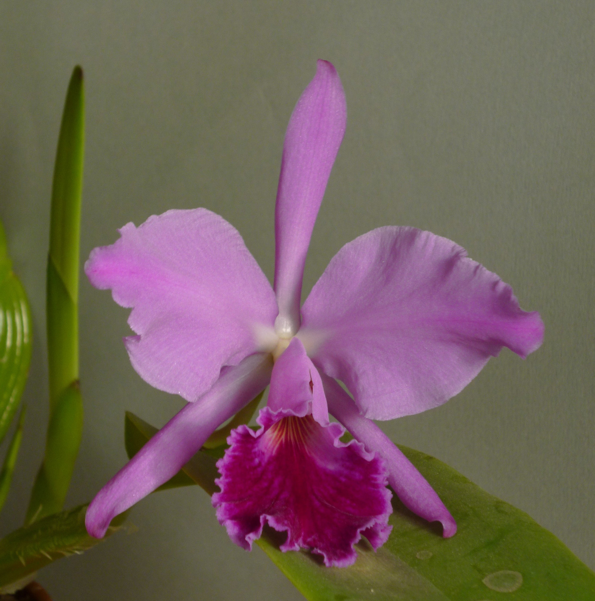 Cattleya labiata