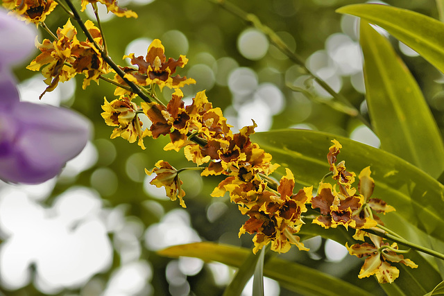 Hawaiian Sunset Orchids – United States Botanic Garden, Washington, DC