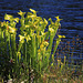 Yellow Pitcher Plants