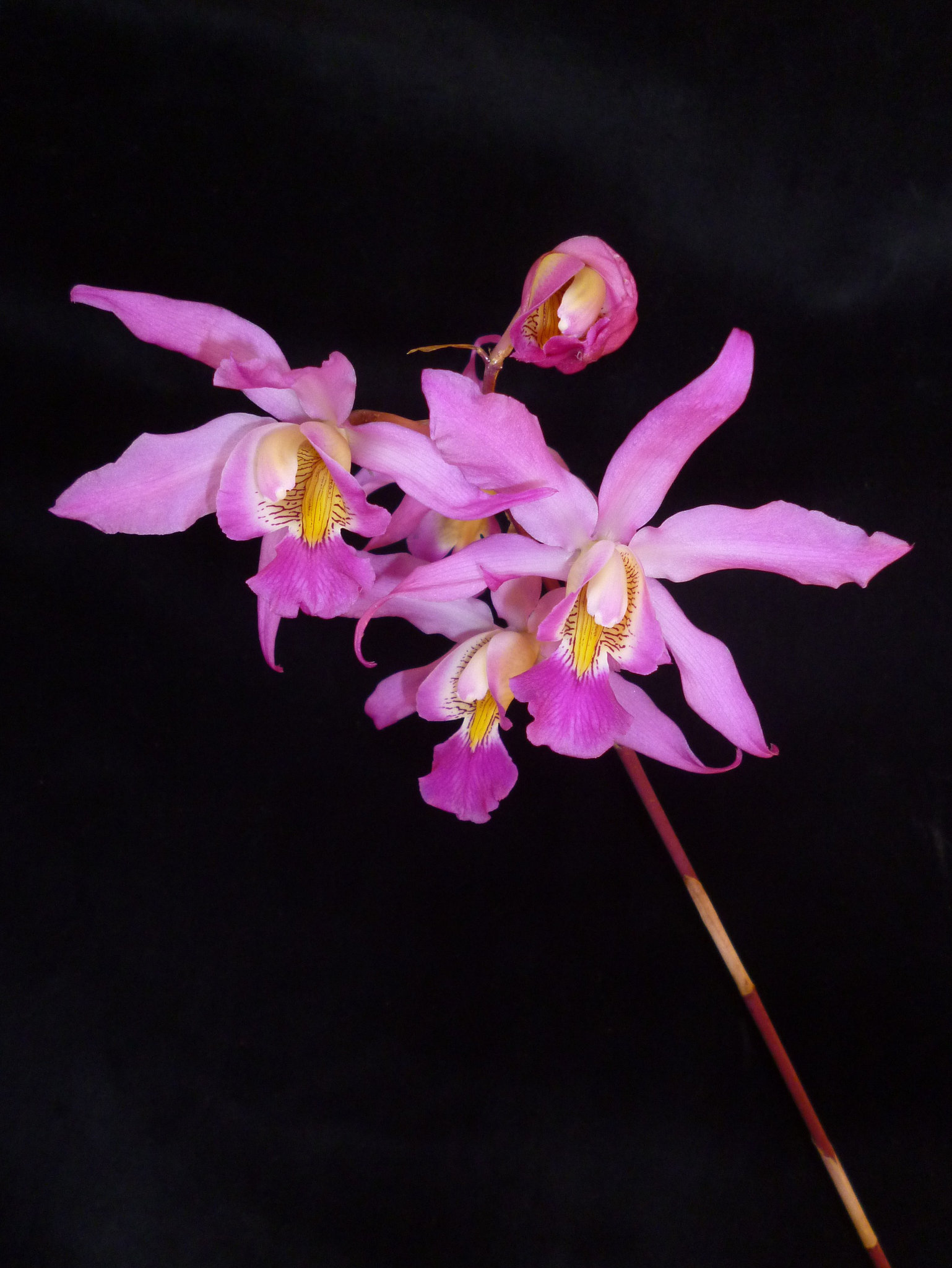 Schombolaelia