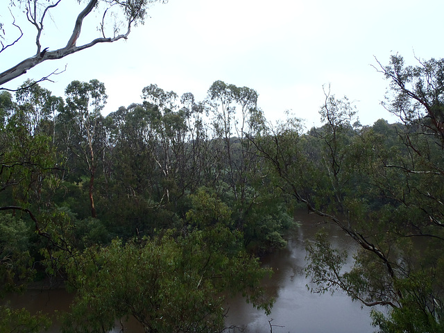 flying fox colony at Yarra Bend