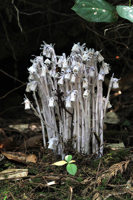 Indian Pipes