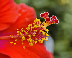 Hibiscus