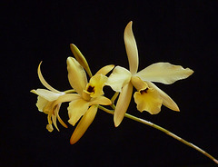 Laelia aurea