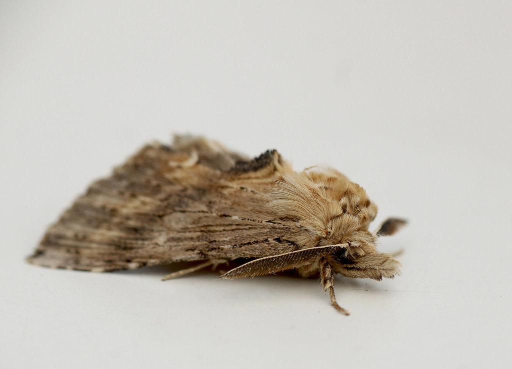 Pale Prominent