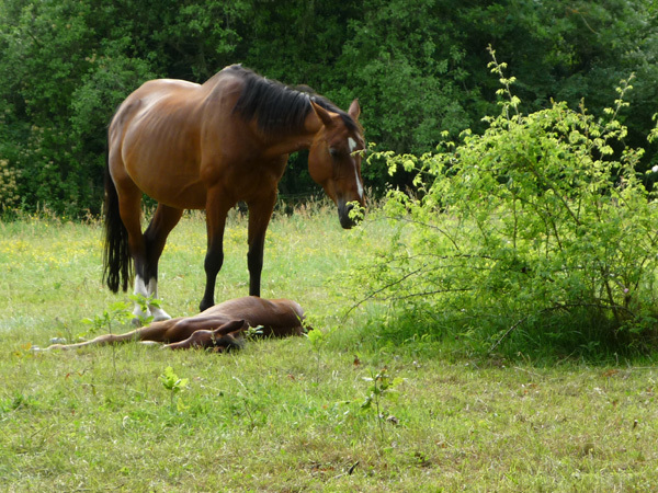 Mare and foal