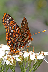 Snowberry Checkerspot on Common Yarrow