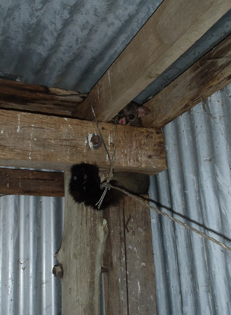 possum in our hayshed