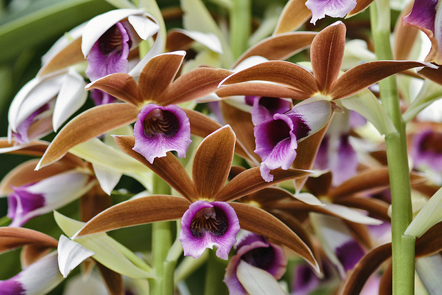 Nun's Orchids – United States Botanic Garden, Washington, DC