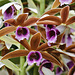 Nun's Orchids – United States Botanic Garden, Washington, DC