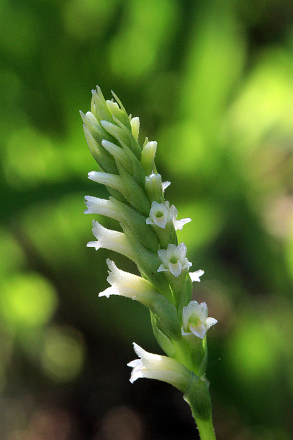 Spiranthes porrifolia