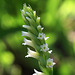 Spiranthes porrifolia