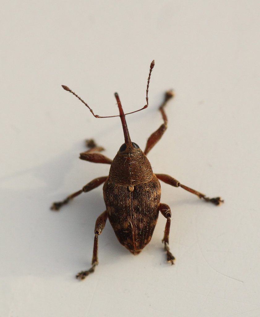 Acorn Weevil