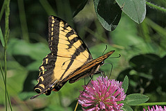 Western Tiger Swallowtail