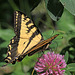 Western Tiger Swallowtail