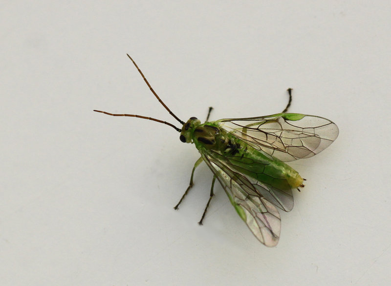 Small Sawfly Needs Name