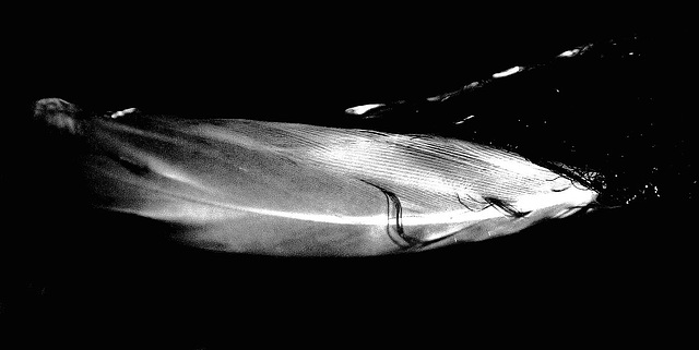 SeaFeather-bw