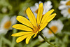 Daisies – United States Botanic Garden, Washington, DC