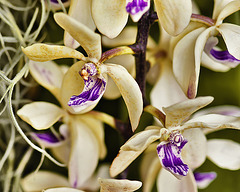 Vandopsis Gigantea – United States Botanic Garden, Washington, DC