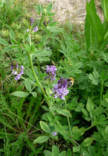 Vetch