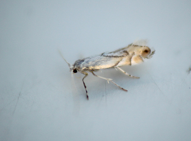 Phyllonorycter harrisella - White Oak Midge