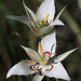 Lyall's Mariposa Lily