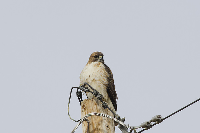 Red-tailed Hawk