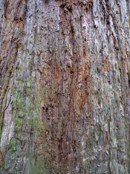 Bark abstract