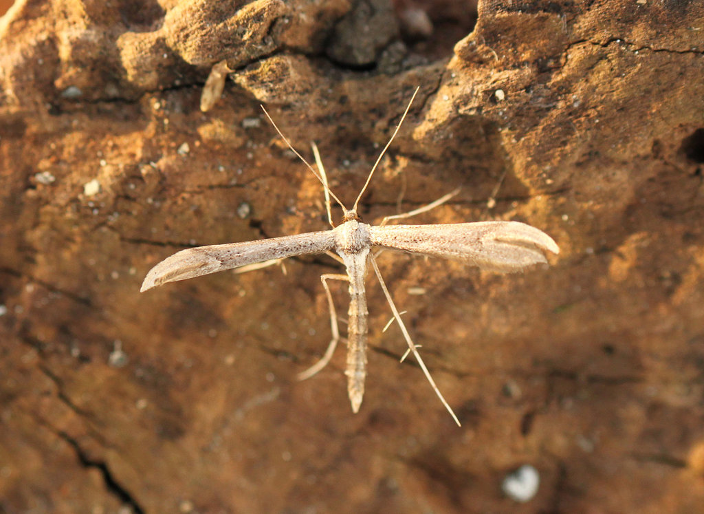 Emmelina monodactyla