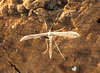 Emmelina monodactyla