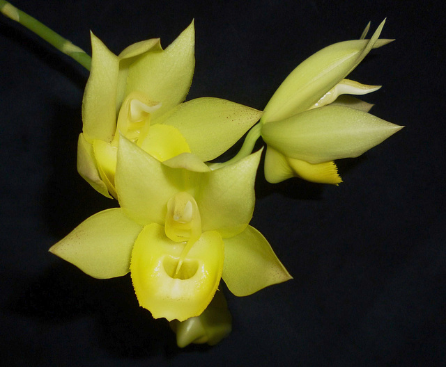 Catasetum Sumani